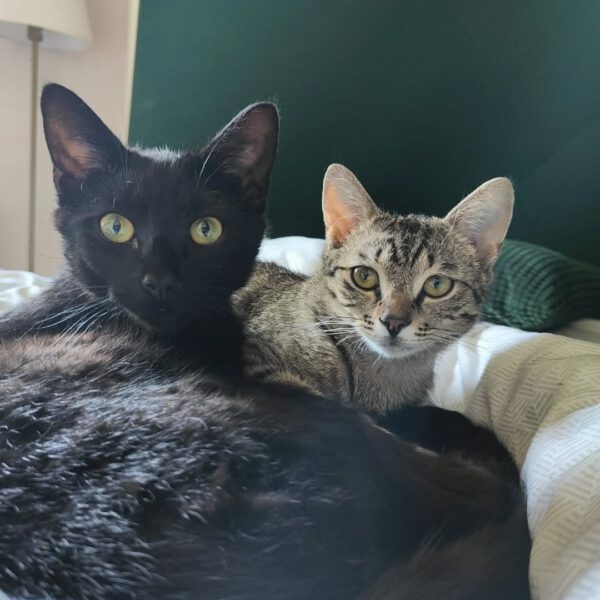 OSCAR und ELMO, Kater, 08/2024