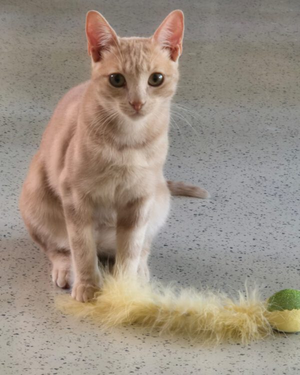 KAMI, Katze,11/2024, und FLORA, Katze 10/2024 – Bild 7