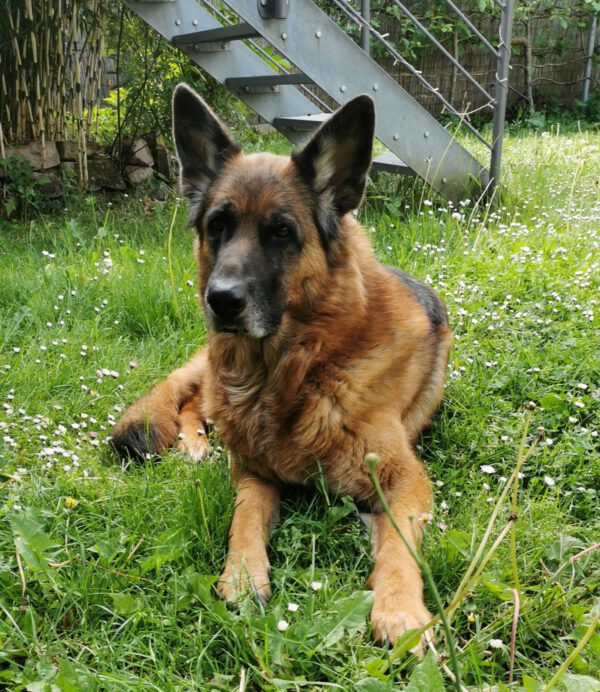 MAX, Rüde, 08/2017 – Bild 7