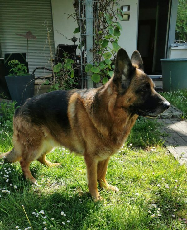MAX, Rüde, 08/2017 – Bild 6