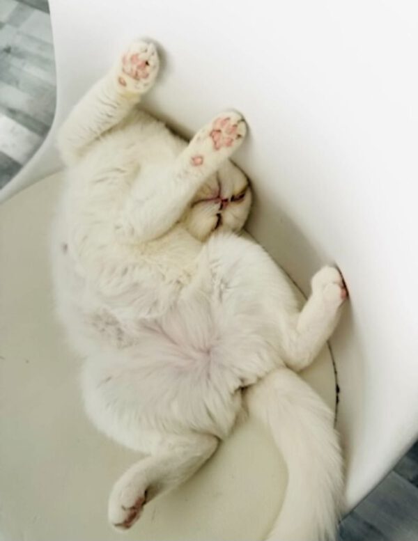 FLOCKE, Katze, 2023 – Bild 4