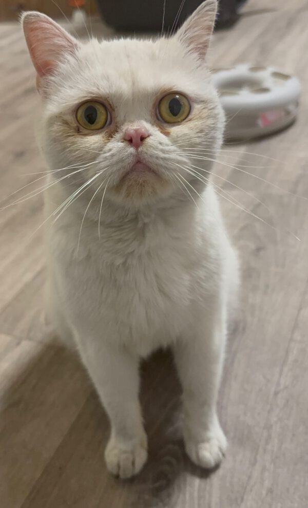 FLOCKE, Katze, 2023 – Bild 2