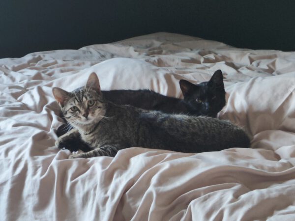 OSCAR und ELMO, Kater, 08/2024