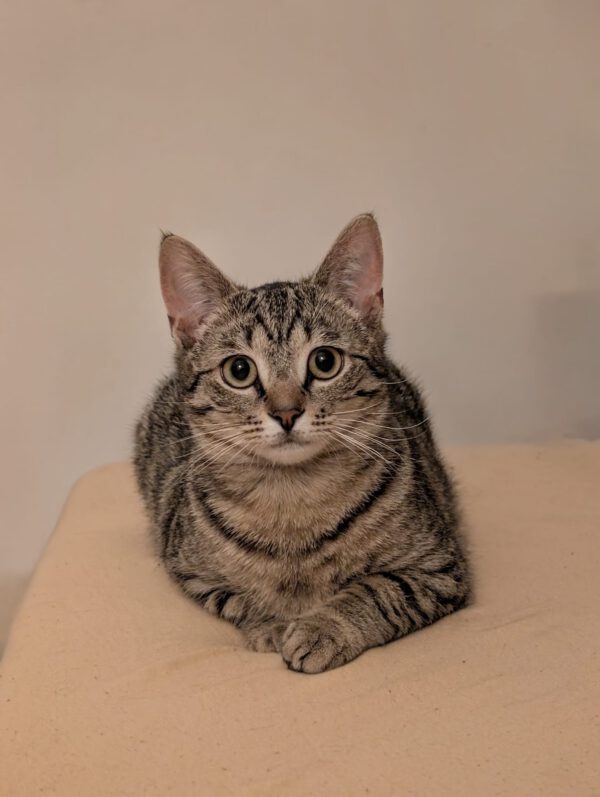 OSCAR und ELMO, Kater, 08/2024 – Bild 2