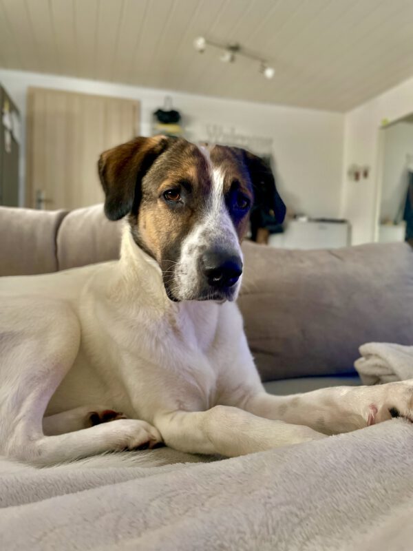 Sky, Rüde, kastriert, 10/2020 – Bild 3