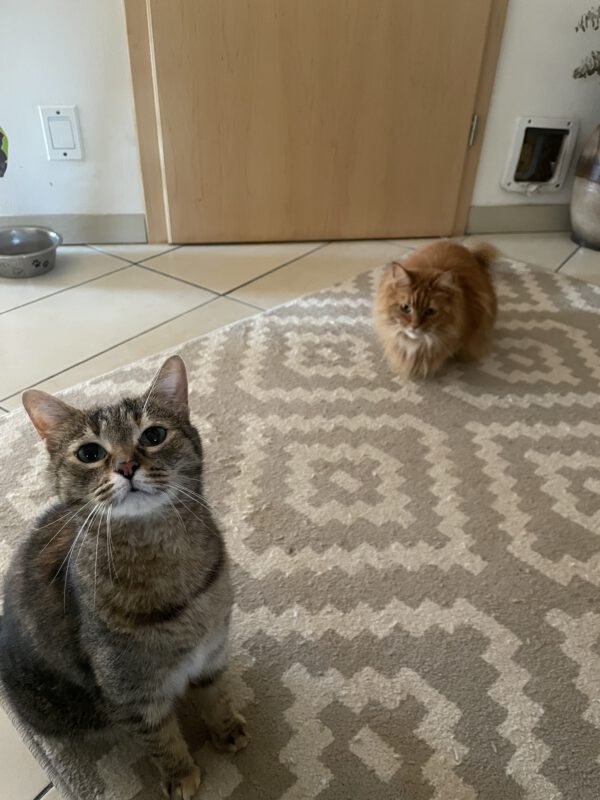 RUBY und Greta, Katze, 2018 – Bild 7