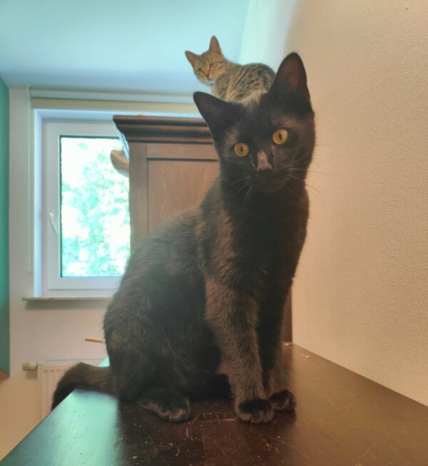 OSCAR und ELMO, Kater, 08/2024 – Bild 4