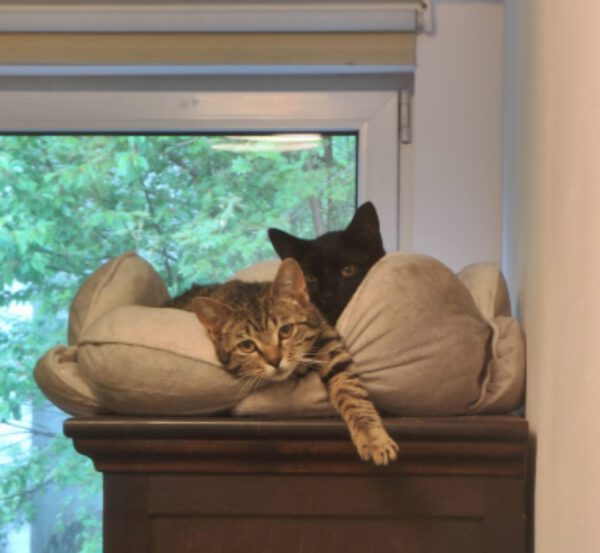 OSCAR und ELMO, Kater, 08/2024 – Bild 6