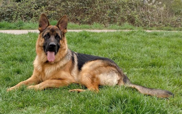 MAX, Rüde, 08/2017 – Bild 4