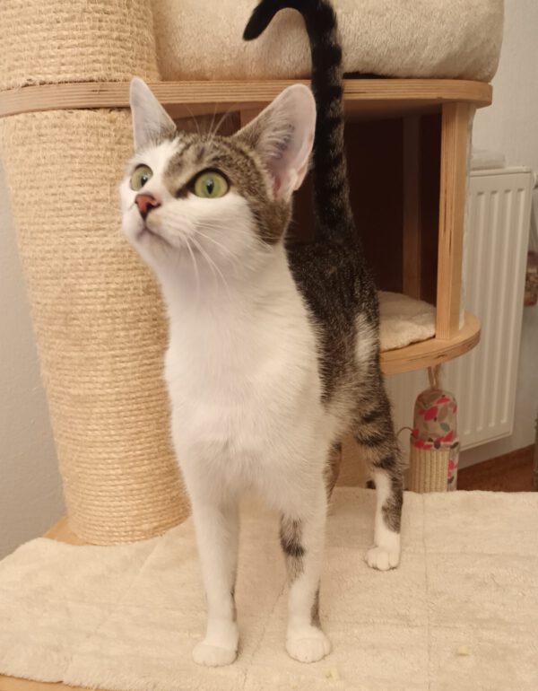 MIKU, Katze, 06/2024 – Bild 11