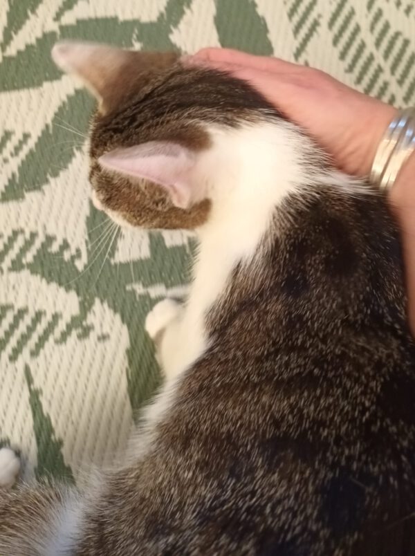MIKU, Katze, 06/2024 – Bild 7