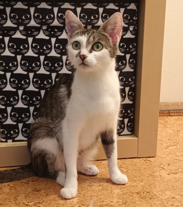 MIKU, Katze, 06/2024