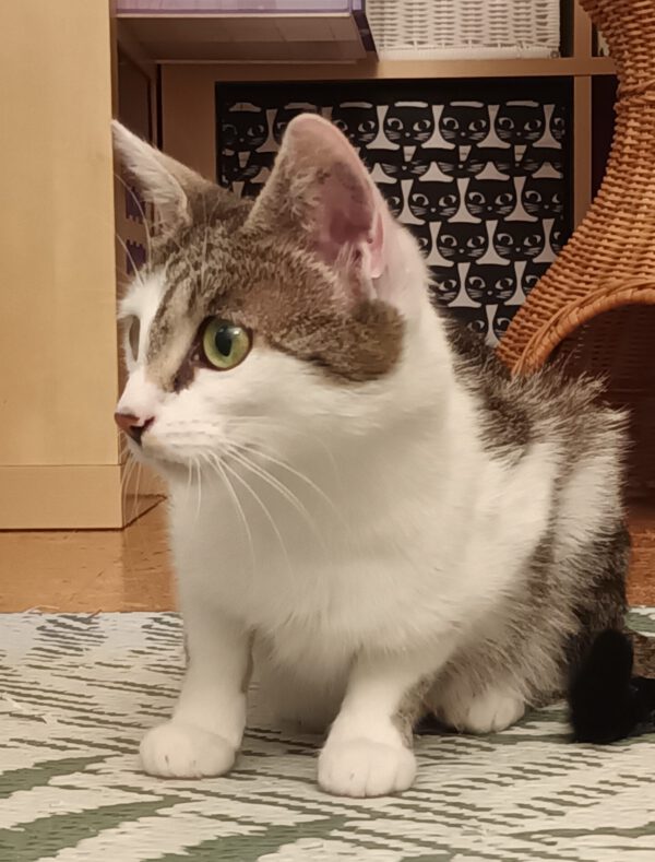 MIKU, Katze, 06/2024 – Bild 12