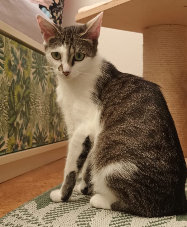 MIKU, Katze, 06/2024 – Bild 8