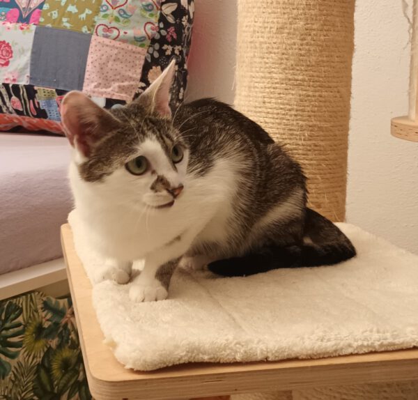 MIKU, Katze, 06/2024 – Bild 6