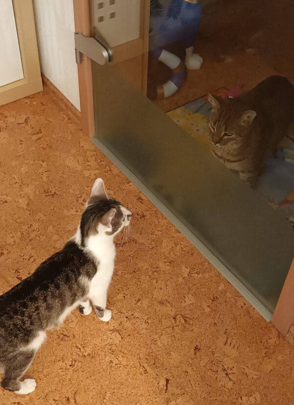 MIKU, Katze, 06/2024 – Bild 5