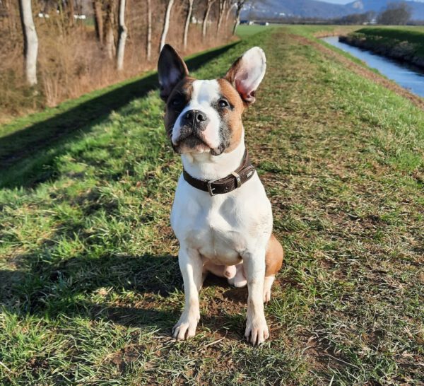 HUDSON, Rüde, 04/2021 – Bild 2
