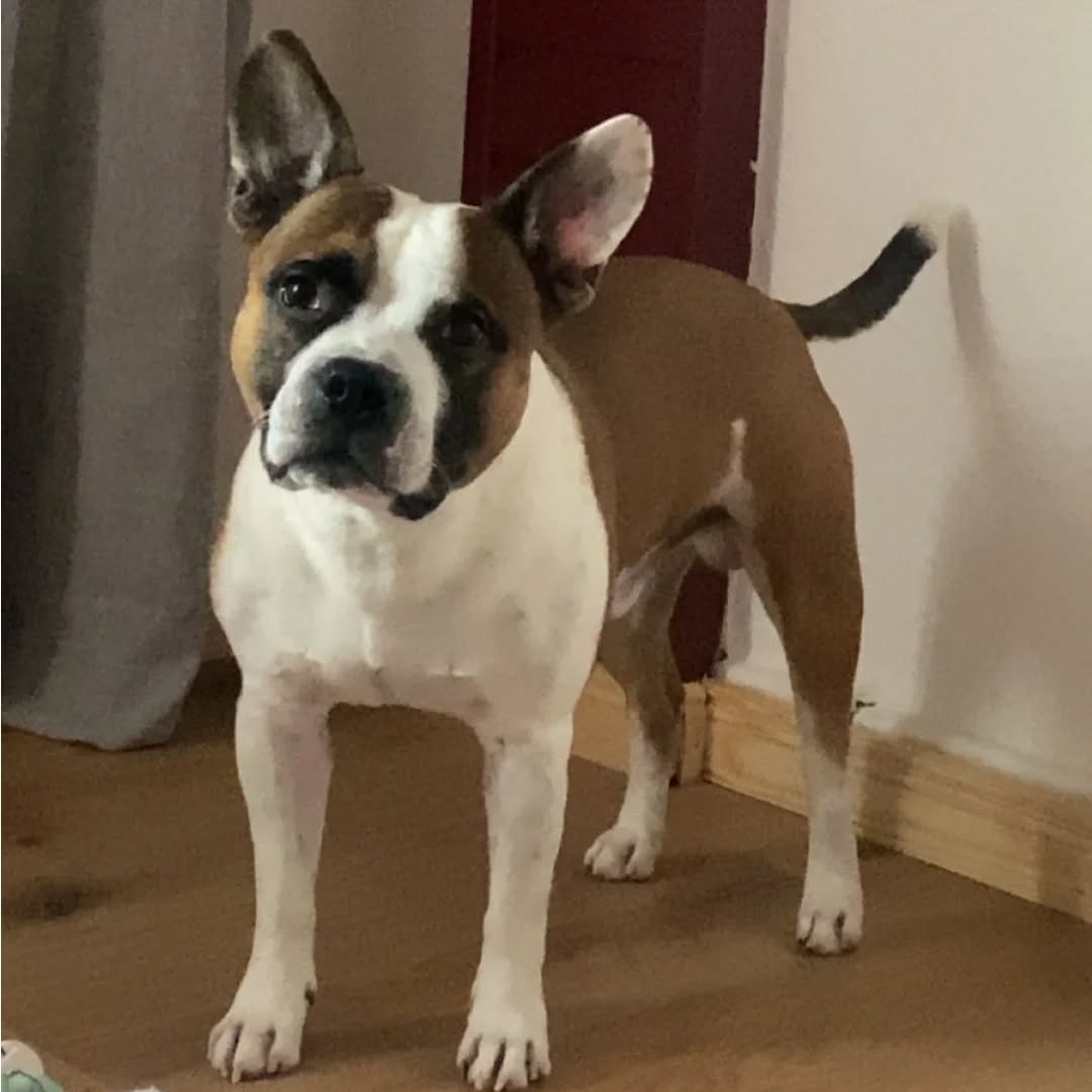 HUDSON, Rüde, 04/2021 – Bild 6