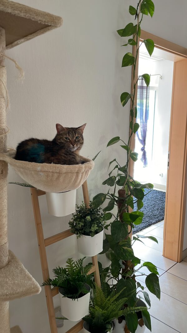 RUBY und Greta, Katze, 2018 – Bild 5