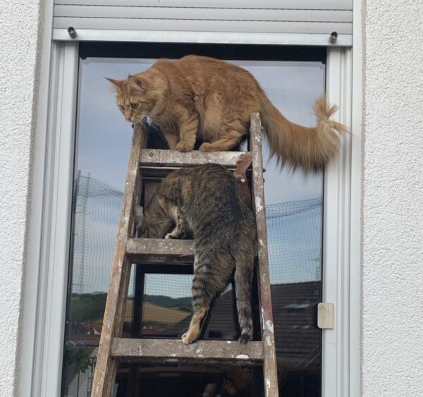 RUBY und Greta, Katze, 2018