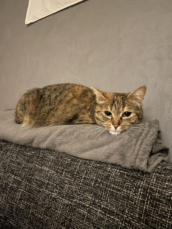 RUBY und Greta, Katze, 2018 – Bild 3