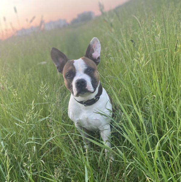 HUDSON, Rüde, 04/2021