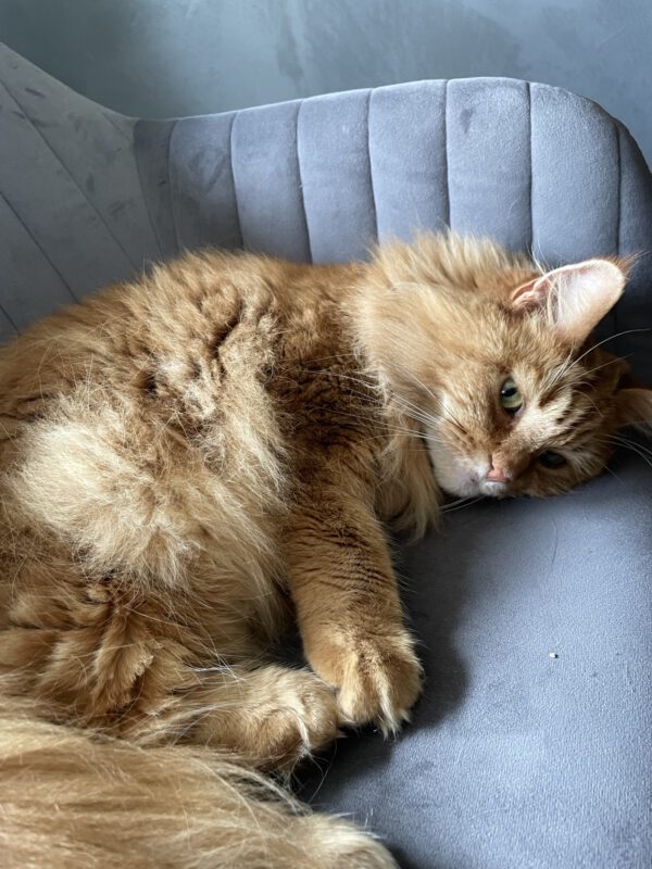 RUBY und Greta, Katze, 2018 – Bild 2