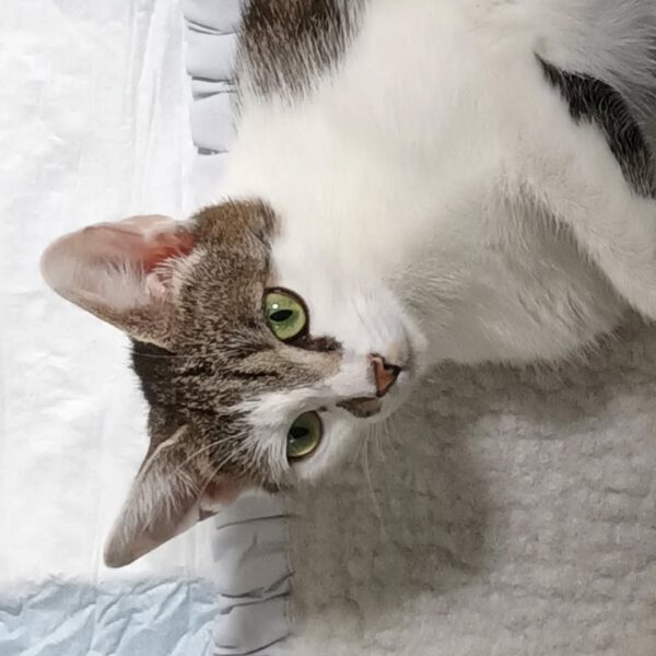 MIKU, Katze, 06/2024 – Bild 4
