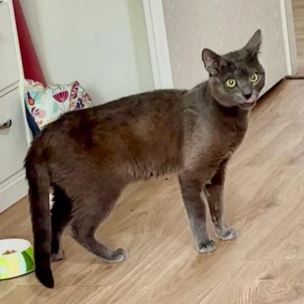 Mr.Grey, Kater, 07/2024 – Bild 4