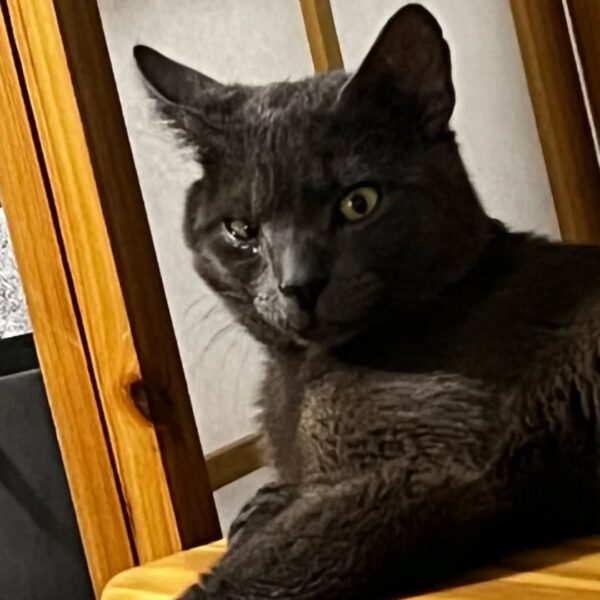 Mr.Grey, Kater, 07/2024 – Bild 3