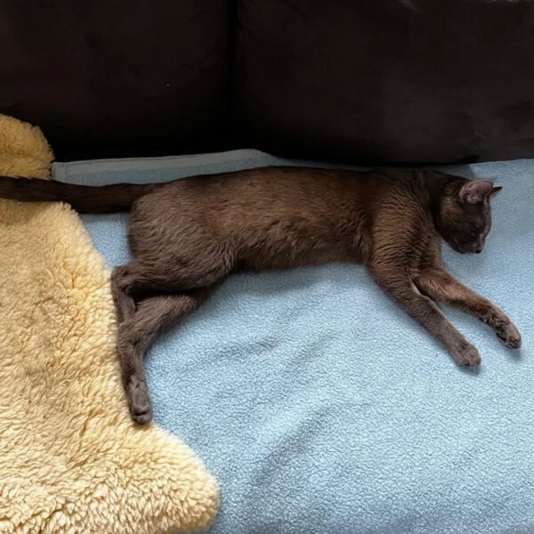 Mr.Grey, Kater, 07/2024 – Bild 2