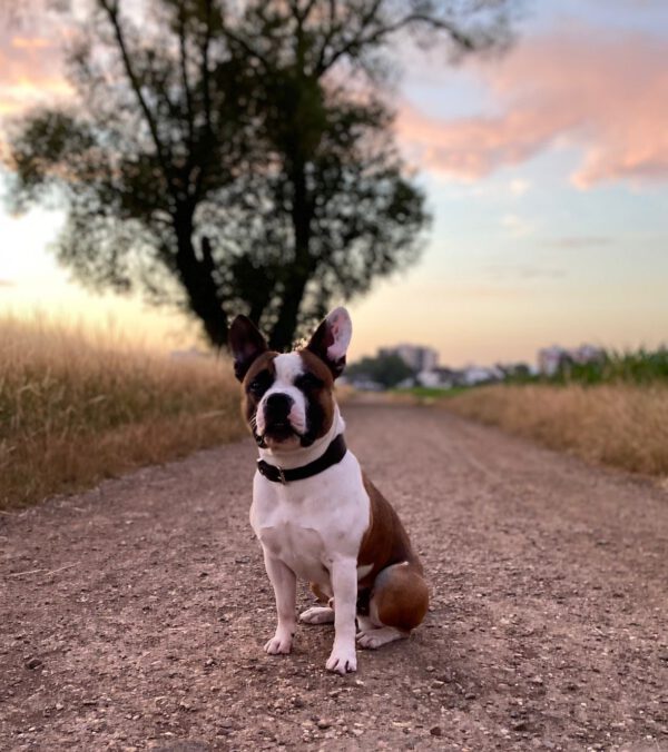 HUDSON, Rüde, 04/2021 – Bild 5