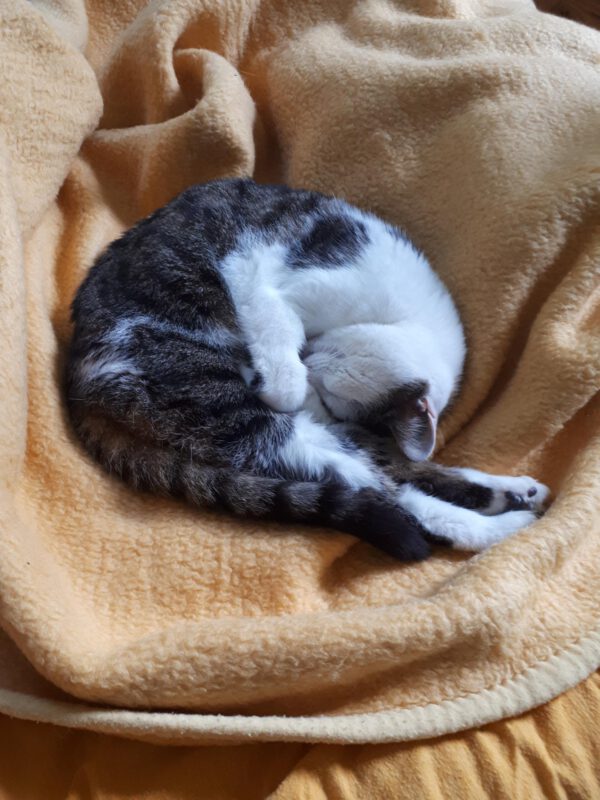 Mimi – Bild 6