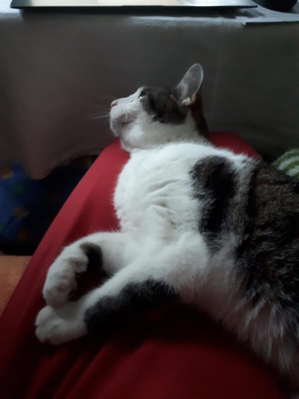 Mimi – Bild 3