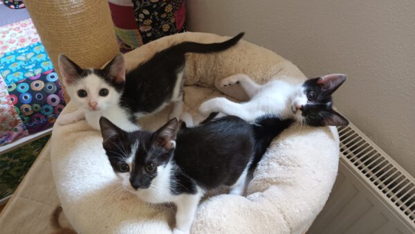 JESS, Kater, 05/2025 – Bild 9