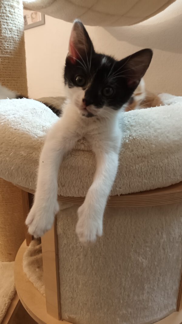 JESS, Kater, 05/2025 – Bild 2