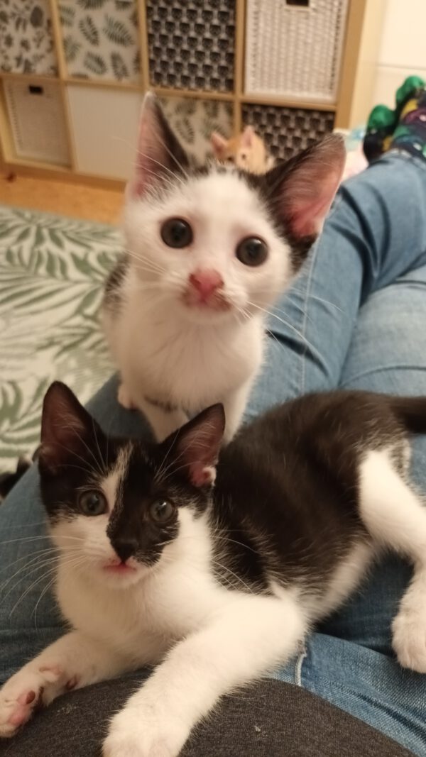 LEXI und CASSIE, Katze, 05/2025 – Bild 3