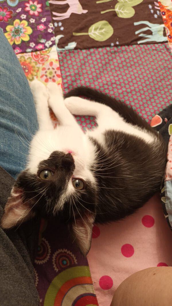 LEXI und CASSIE, Katze, 05/2025 – Bild 2
