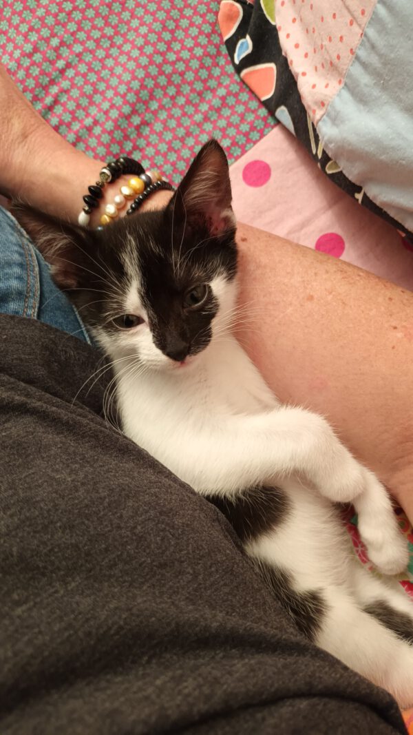 LEXI und CASSIE, Katze, 05/2025 – Bild 4