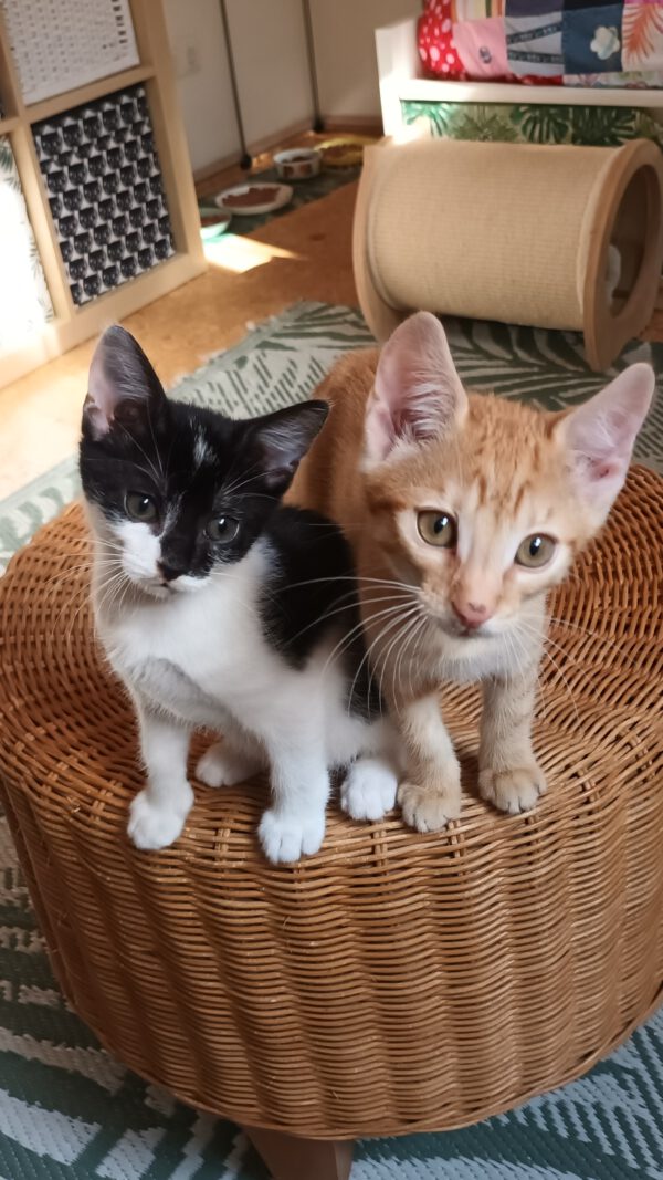 JESS, Kater, 05/2025 – Bild 3