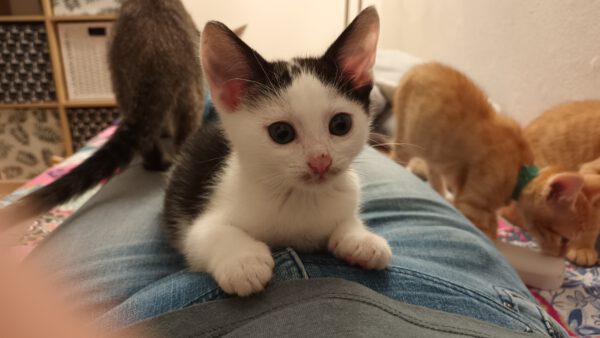 LEXI und CASSIE, Katze, 05/2025 – Bild 6