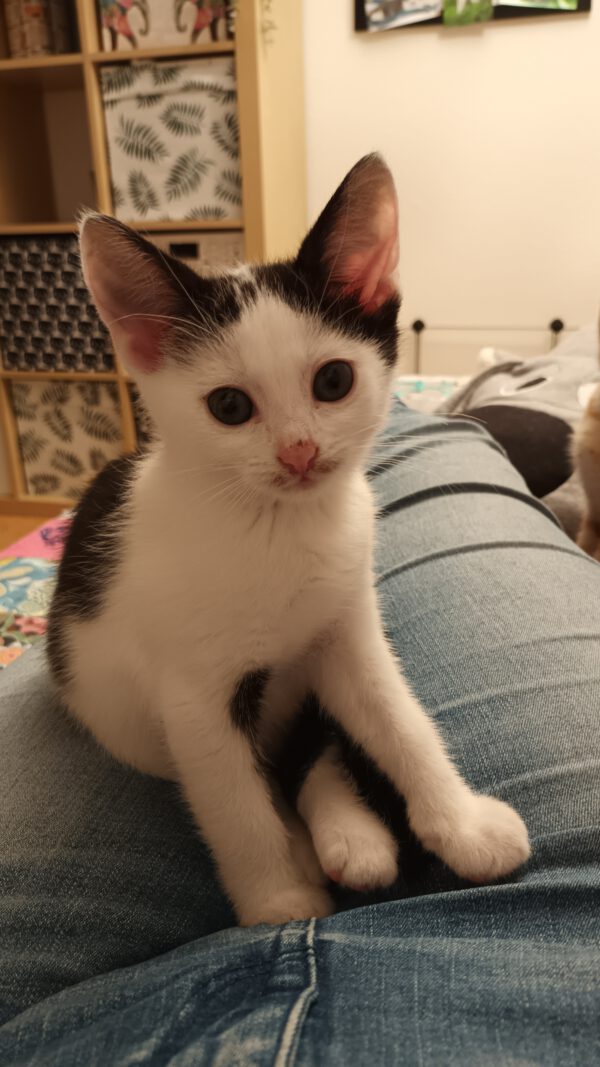 LEXI und CASSIE, Katze, 05/2025 – Bild 7