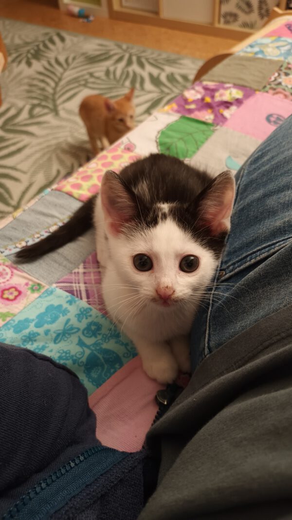 LEXI und CASSIE, Katze, 05/2025 – Bild 8