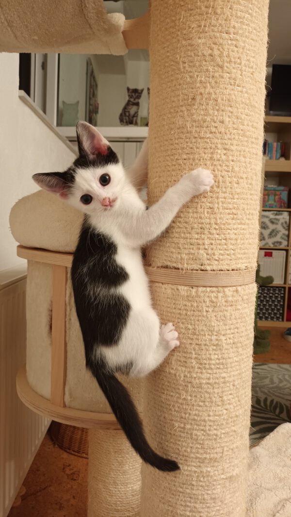 LEXI und CASSIE, Katze, 05/2025 – Bild 9