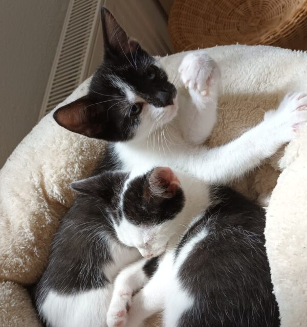 LEXI und CASSIE, Katze, 05/2025
