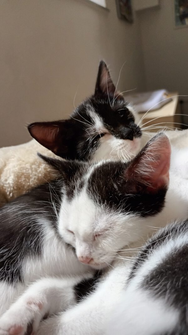 LEXI und CASSIE, Katze, 05/2025 – Bild 10