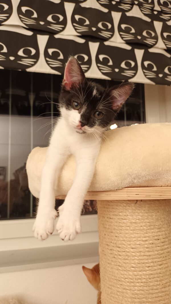 JESS, Kater, 05/2025 – Bild 5