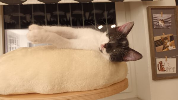 JESS, Kater, 05/2025 – Bild 6