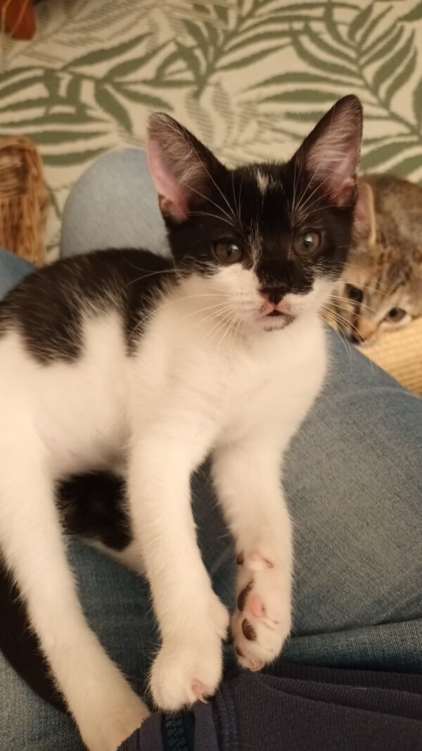 JESS, Kater, 05/2025 – Bild 8