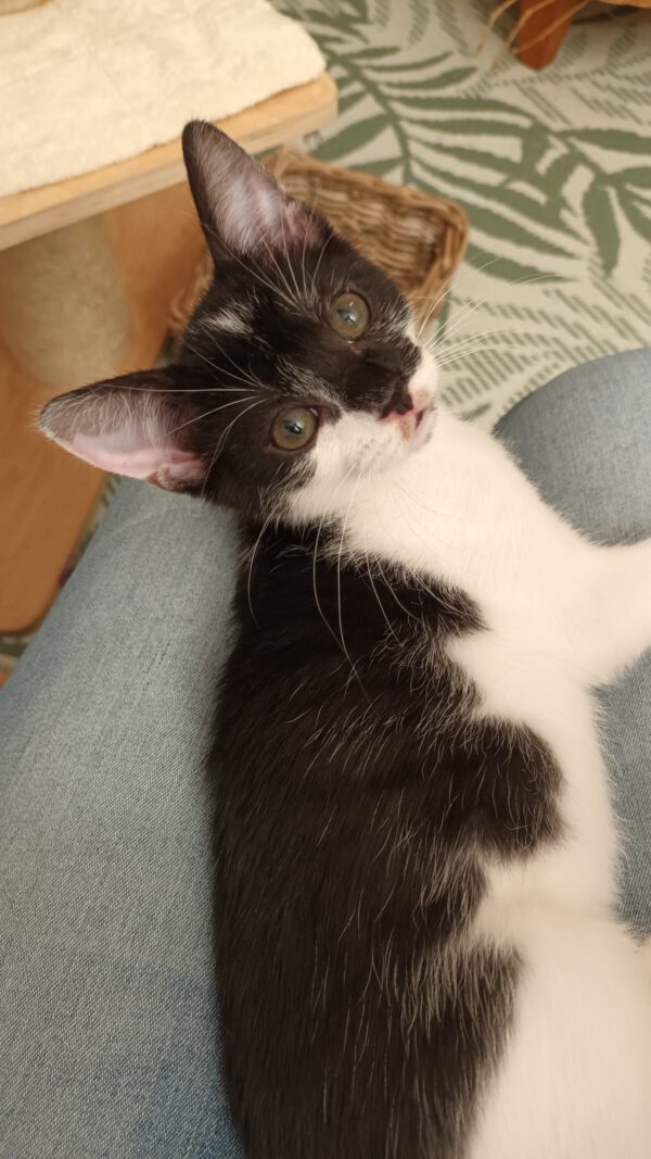 JESS, Kater, 05/2025 – Bild 10